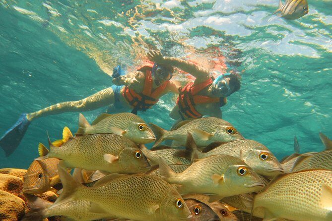 Sea Turtle Snorkeling Ecofriendly Tour from Cancun & Riviera Maya - What You Can Expect from This Tour