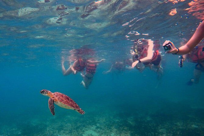 Sea Turtle Snorkeling Ecofriendly Tour from Cancun & Riviera Maya - FAQ