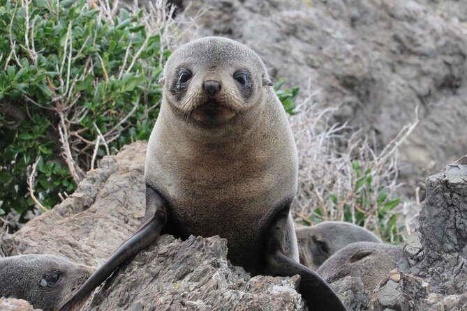 Seal Coast Safari - Exclusive access to Wellington's secret coast - An In-Depth Look at the Seal Coast Safari