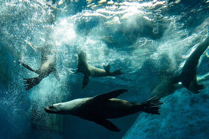 Seal Experience at Melbourne Zoo - excl. entry - How It Fits Into Your Melbourne Visit
