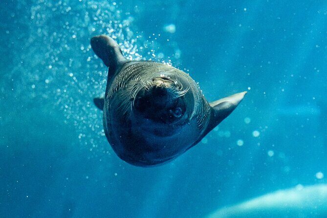 Seal Experience at Melbourne Zoo - excl. entry - Summary of Benefits