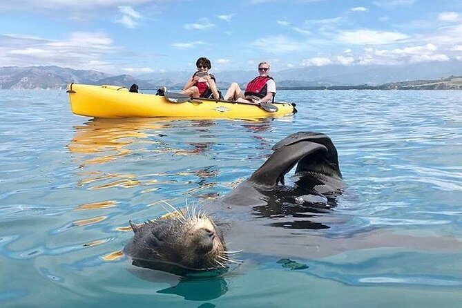 Seal Kayaking Adventure in Kaikoura - An Overview of the Seal Kayaking Adventure