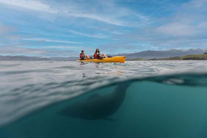 Seal Kayaking Adventure in Kaikoura - The Wildlife Encounters