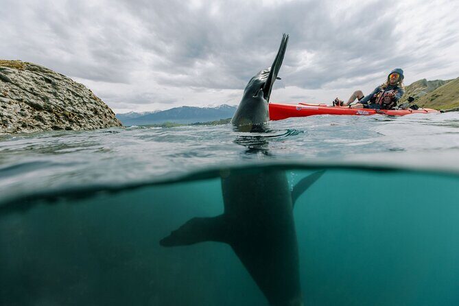 Seal Kayaking Adventure in Kaikoura - The Experience Value
