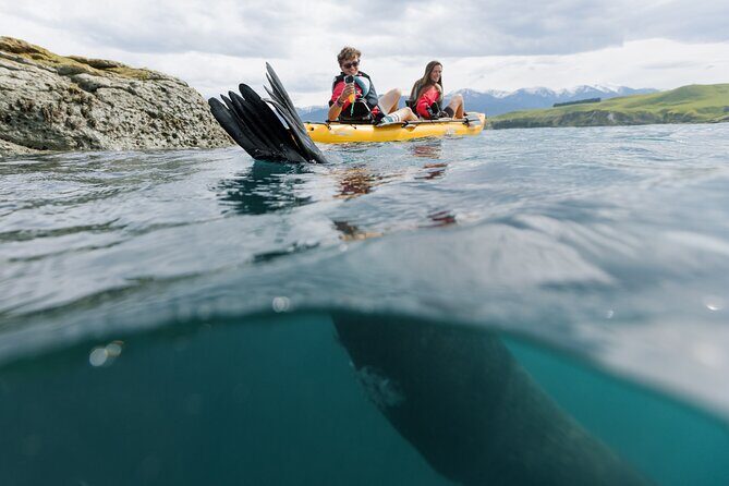 Seal Kayaking Adventure in Kaikoura - Practical Considerations