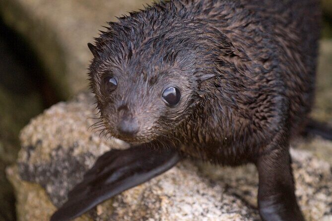 Seal Sanctuary Tour - Guided Kayaking - New Zealand - Exploring the Seal Sanctuary Guided Kayaking Tour in New Zealand