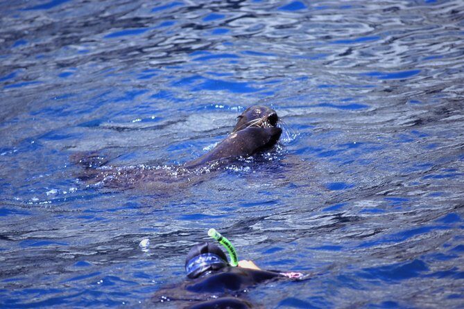 Seal Swimming Tour from Kaikoura - A Detailed Look at the Seal Swimming Experience