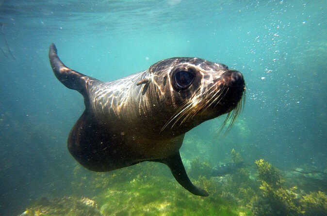 Seal Swimming Tour from Kaikoura - FAQ