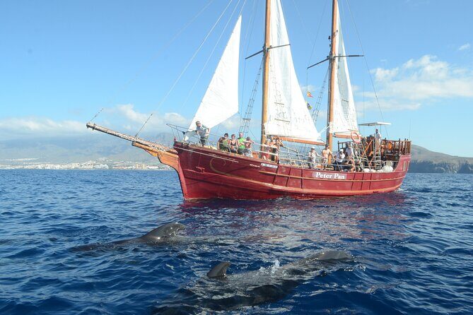 Sealife Dolphin & Whale Watching aboard Portuguese schooner - Who Will Love This Tour?