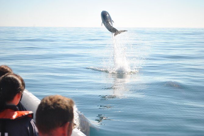 Sealife Sea Safari, Dolphin Watching with Marine Biologist's Lagos - The Sum Up: Is It Worth It?