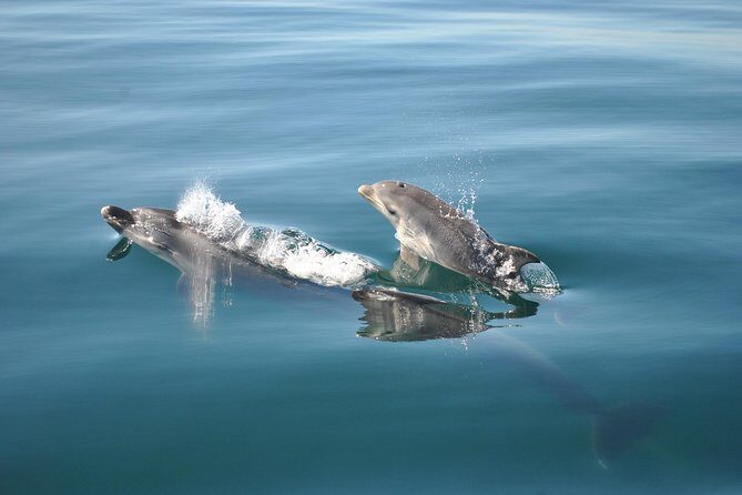 Sealife Sea Safari, Dolphin Watching with Marine Biologist's Lagos - FAQs