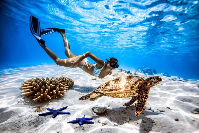 Seat in Coach Transfer from Rarotonga Airport to Hotel - Final Thoughts: Who Should Consider This Transfer?