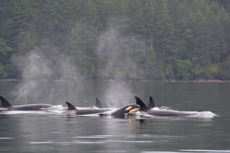 Seattle: Half-Day Wildlife and Whale Watching Cruise - Who Should Consider This Tour?
