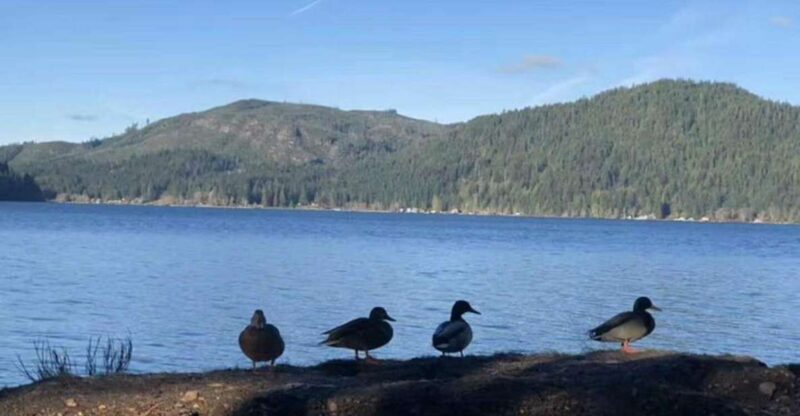 Seattle: Olympic National Park Day Tour with Scenic Ferries - Exploring Olympic National Park in a Day: An Honest Review of the Scenic Ferry Tour