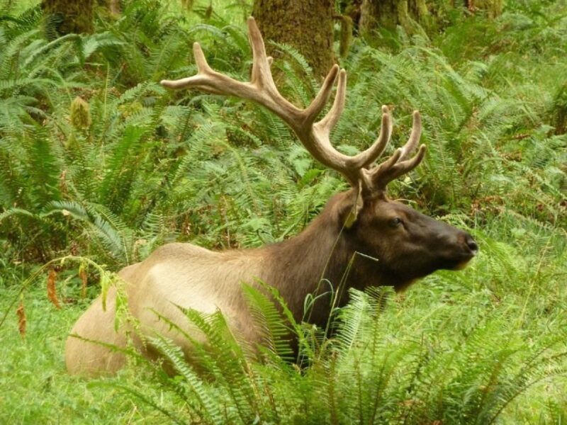 Seattle: Olympic National Park Small-Group Tour - The Itinerary: What to Expect From Dawn to Dusk