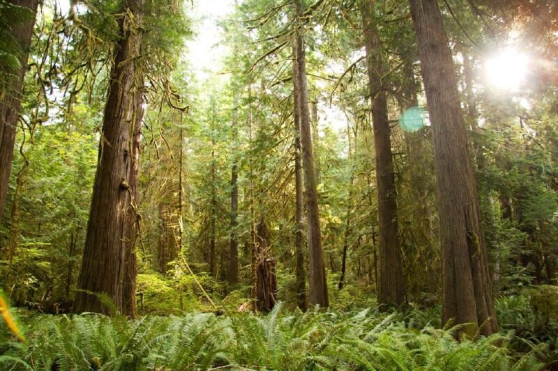 Seattle: Olympic National Park Small-Group Tour - Practical Considerations & Tips