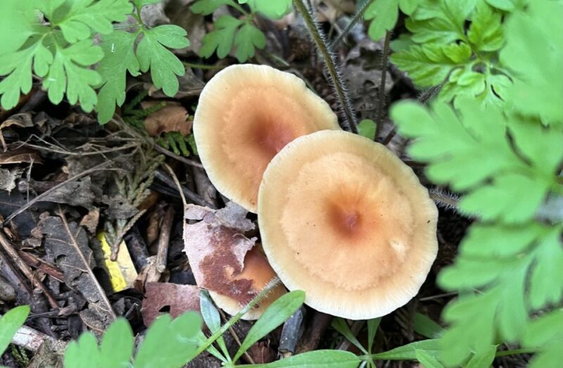 Seattle: Snoqualmie Falls and Twin Falls Guided Tour - The Sum Up