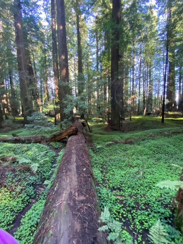 Seattle to California: National Parks and Coast Road Trip - Pricing and Value