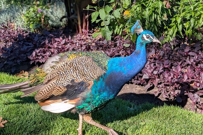 Secret Gardens of Victoria Tour - What Makes This Tour Stand Out?