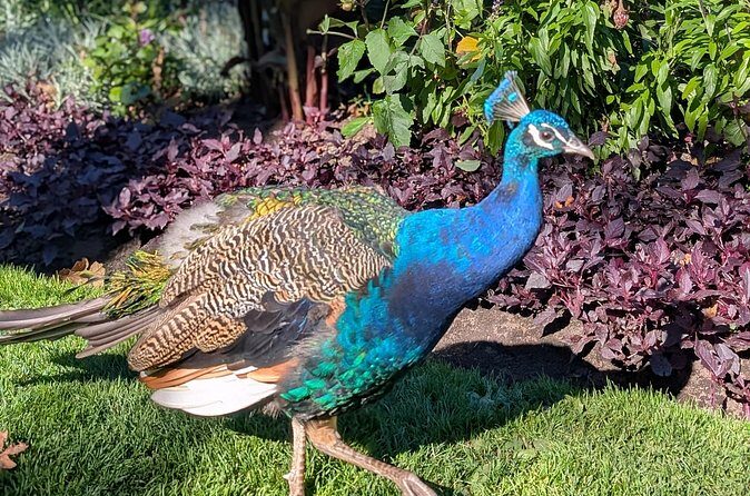 Secret Gardens of Victoria Tour - The Price and Its Value