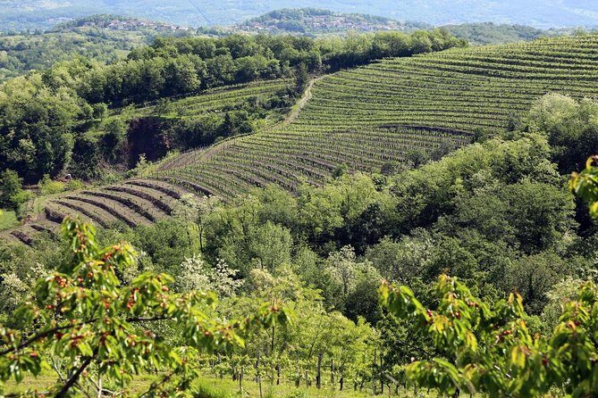 Secret vineyards E-bike tour - The Value for Money