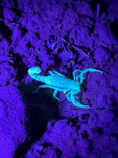 Sedona Night Hike and Stargazing Tour - Key Points