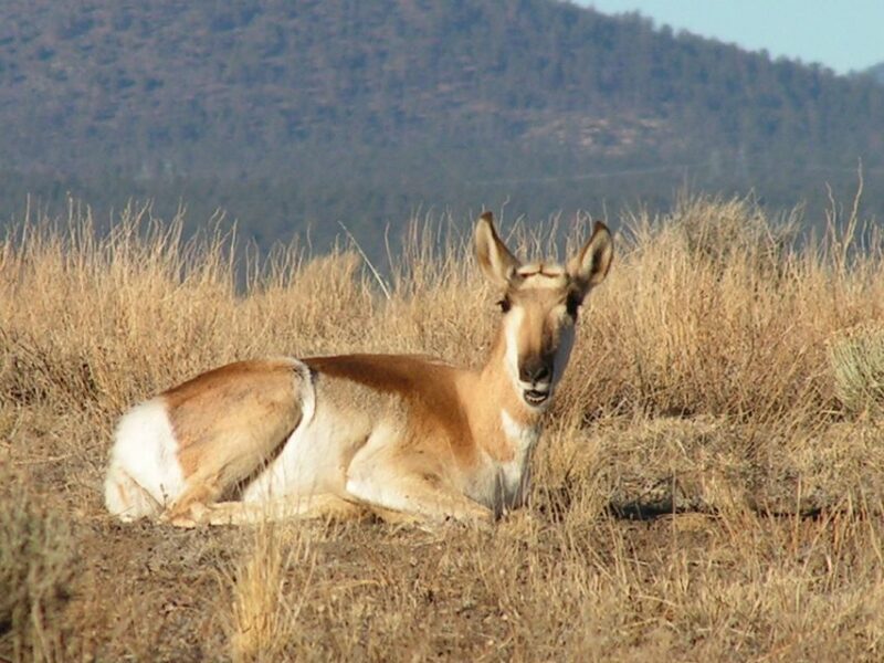 Sedona: PRIVATE 2-Hour Colorado Plateau Scenic Jeep Tour - The Sum Up: Is This Tour Right for You?