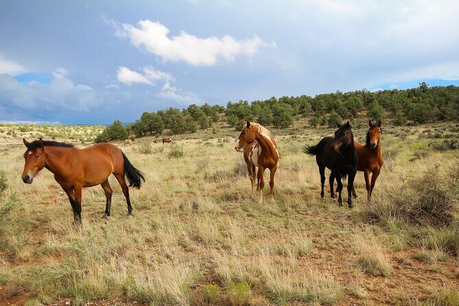 Sedona Private Custom Tour - A Deep Dive into the Sedona Private Custom Tour