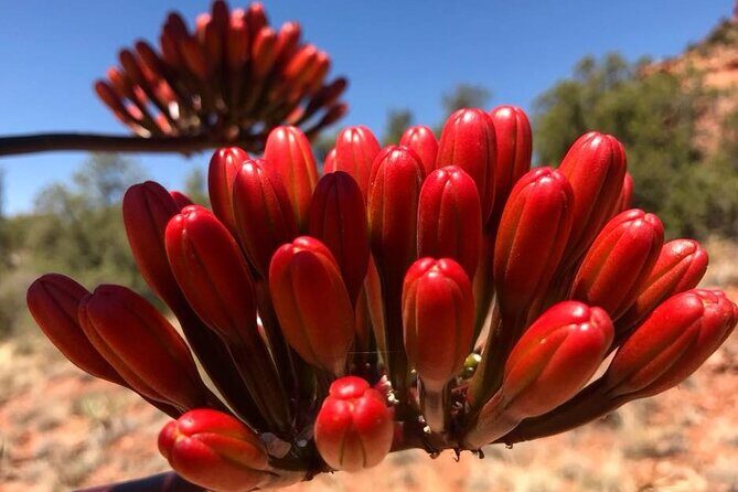 Sedona Sneak-a-Peak Hike With a Private Guide - Key Points