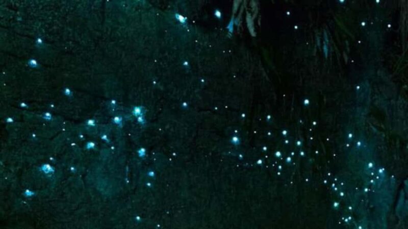 See Auckland's Secret Glow Worms - Key Points