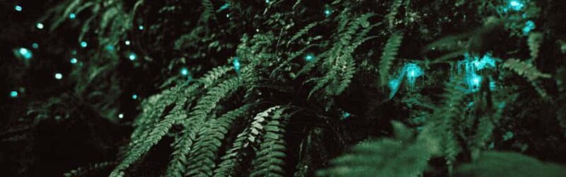See Auckland's Secret Glow Worms - Value and Practicalities: What You Need to Know