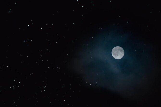 See Auckland's Secret Glow Worms - What Makes This Tour Special?