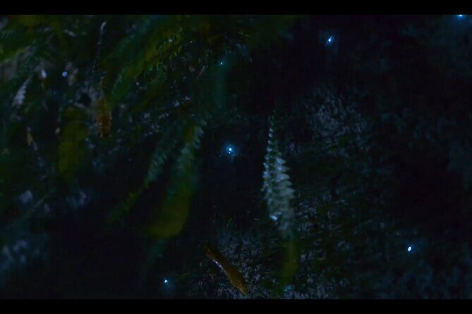 See Auckland's Secret Glow Worms - The Reviews: Authentic Voices