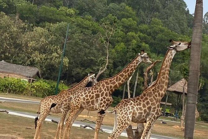 See Panda Guangzhou Chimelong Safari Park and Circus Private Tour - Key Points
