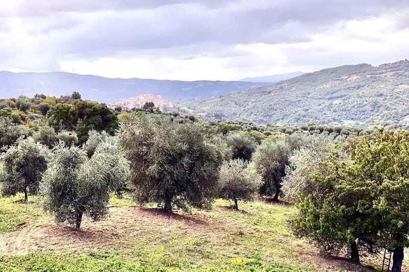 Seggiano: Guided Tour of the Olive Grove and Food Tasting - What to Expect from the Tour