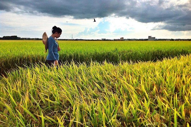 Sekinchan Paddy Field And Fishing Village - Is It Worth the Price?