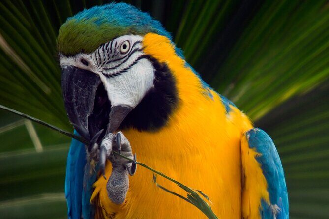 Select Pass-Rocky Top Coaster, Adventure Zoo, and Escape Game - Who Will Love This Tour?