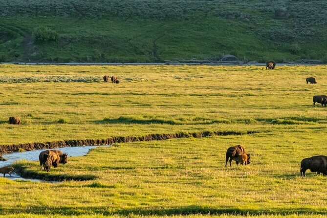 Self-Guided Audio Driving Tour in Yellowstone National Park - Who Should Consider This Tour?