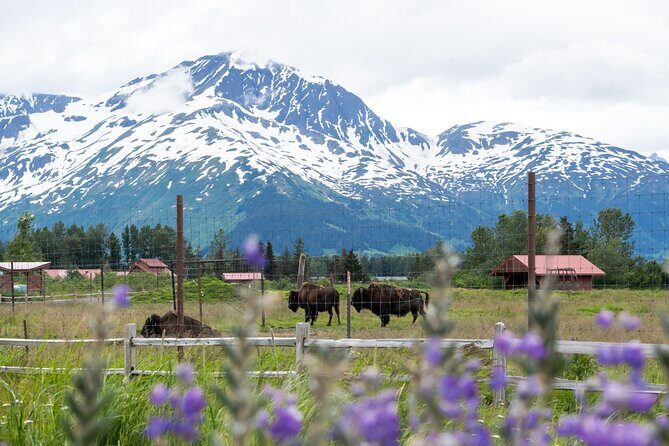 Self Guided Driving Audio Tour Anchorage to Homer Roundtrip - Practical Considerations and Value
