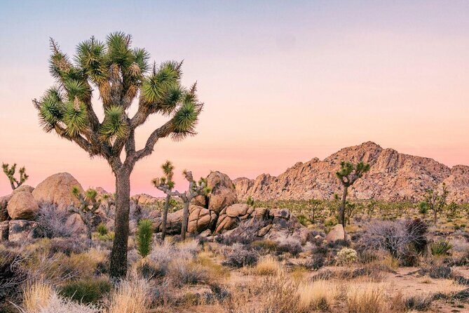 Self-Guided Driving Audio Tour in Joshua Tree National Park - Key Points