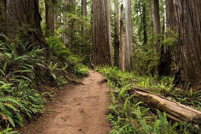 Self Guided Driving Audio Tour of Redwood National and State Park - An In-Depth Look at the Experience
