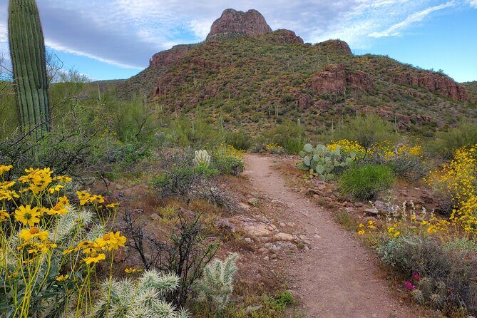 Self Guided Driving Audio Tour of Saguaro National Park - In-Depth Look at the Tour Experience
