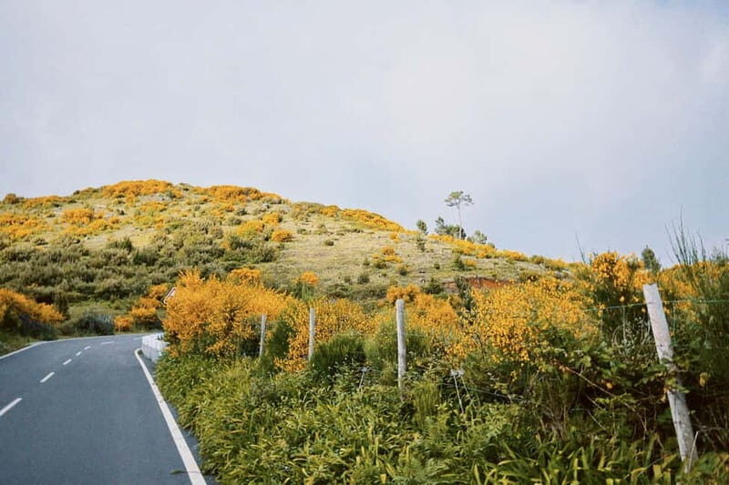 Self-Guided E-Bike Road Tour - Camacha to Monte with Lunch - A Deep Dive into the Experience