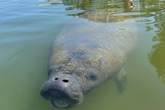 Self-Guided Kayaking Manatee and Dolphin Tour - What the Reviews Say