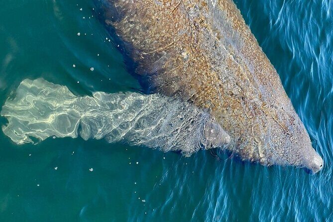 Self-Guided Kayaking Manatee and Dolphin Tour - Who Should Consider This Tour?