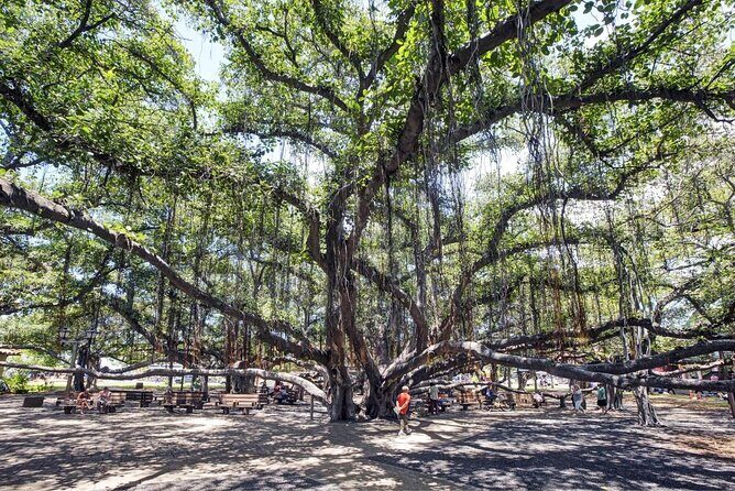 Self-Guided Scavenger Hunt: Lahaina Over The Rainbow - Key Points