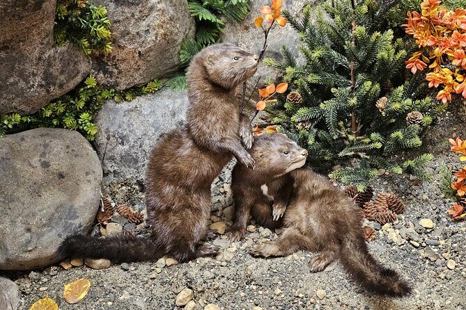 Self Guided Tour in Wildlife Gallery - Key Points