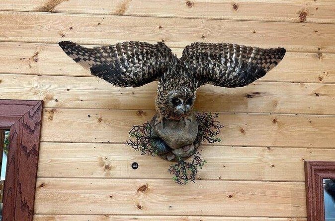 Self Guided Tour in Wildlife Gallery - The Sum Up