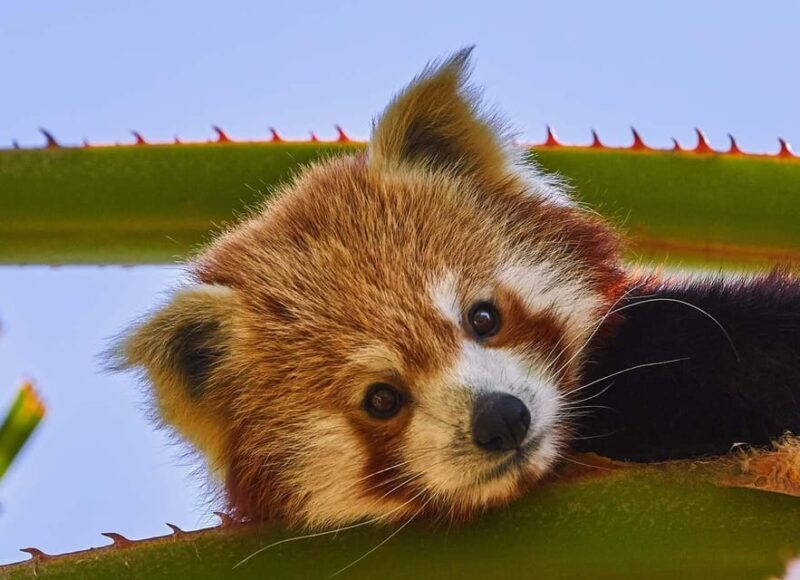 Selwo Aventura Admission Ticket with Skip-the-Line Access - Key Points