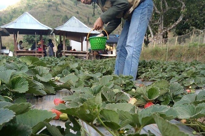 Sembalun Package.. (Special Rice Terrace View) - Key Points